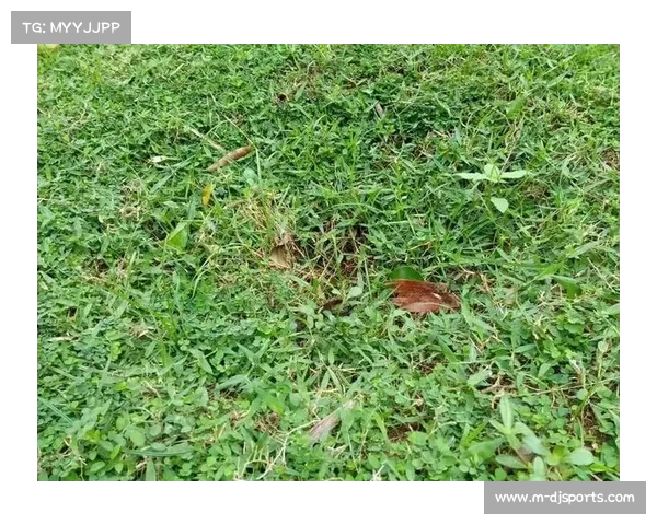 人工草皮对比赛影响研究:技术统计与球员适应情况